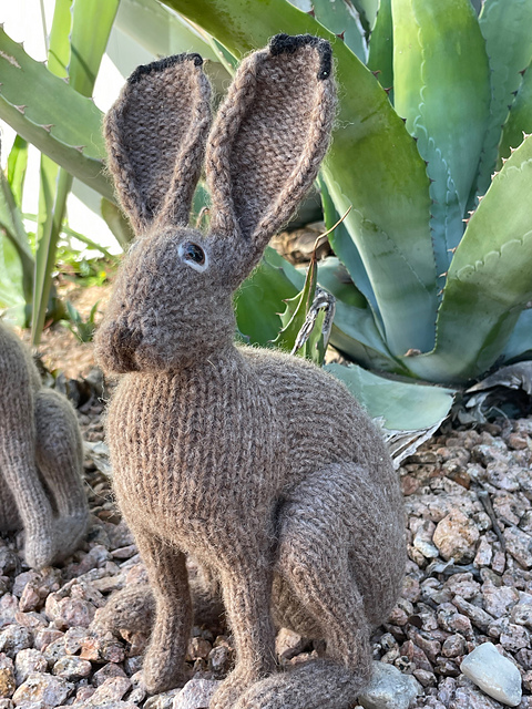 Black-Tailed Jackrabbit