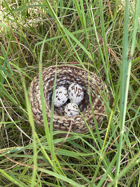 Nest & Eggs of Black-Headed Bunting