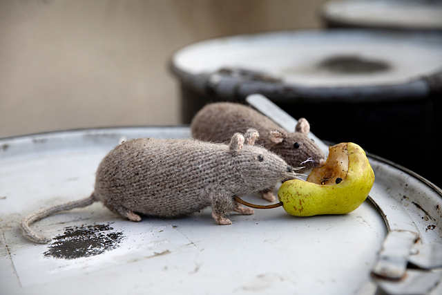 Brown Rat
