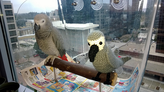 African Grey Parrot