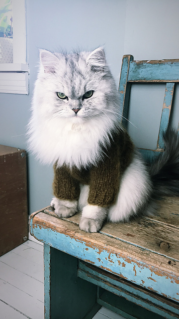 Pet Couture