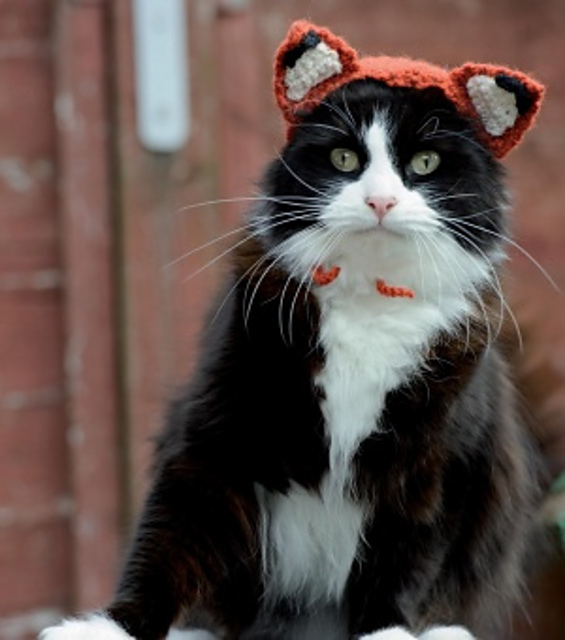 Feline Fox
