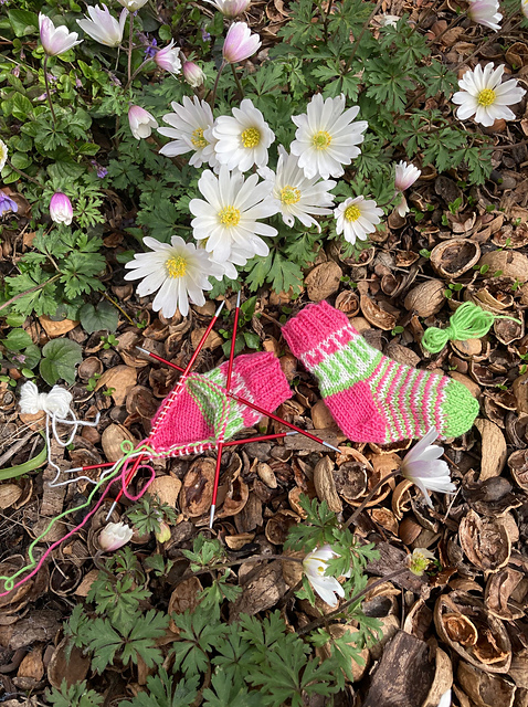 Tiny tulips new born baby socks