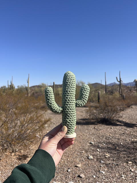Saguaro Cactus