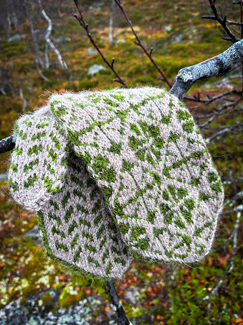 Fjällkåpa