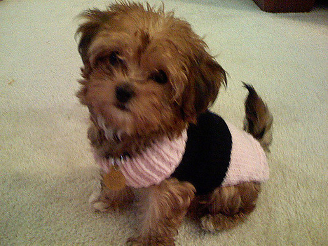 Basic Dog Sweater