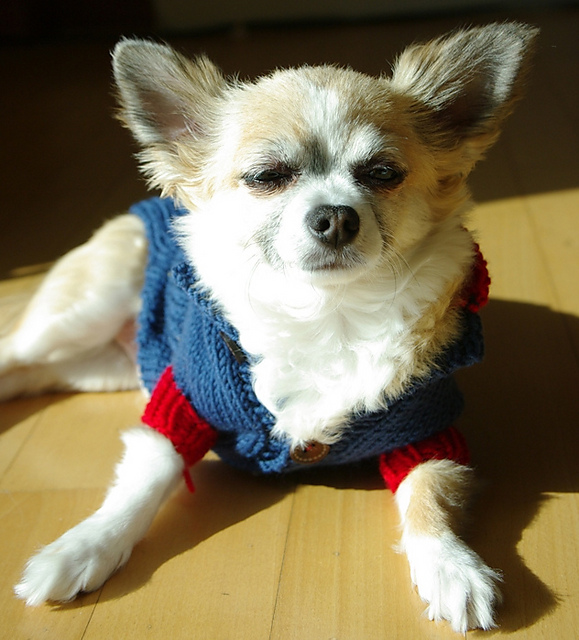 Shuei's Doggy clothing