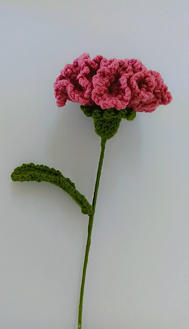 Carnation Flower