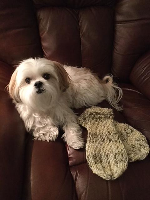 Mittens for My Paws