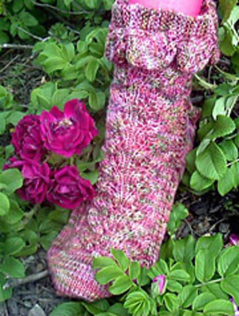 Rosa Rugosa