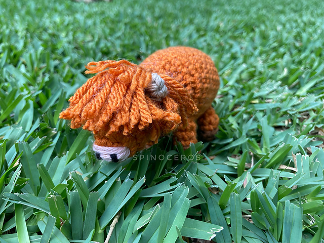 Small Highland Cow