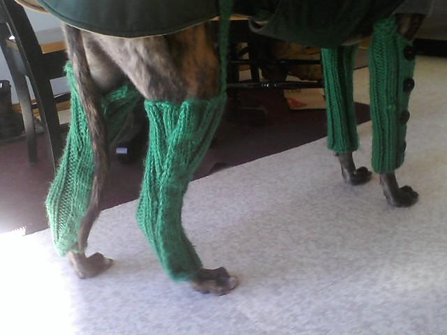 GreytHound Leggings