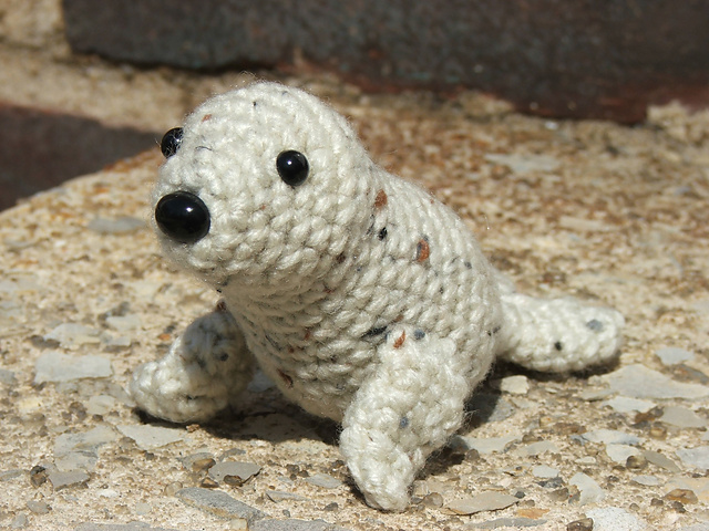 Baby Harp Seal