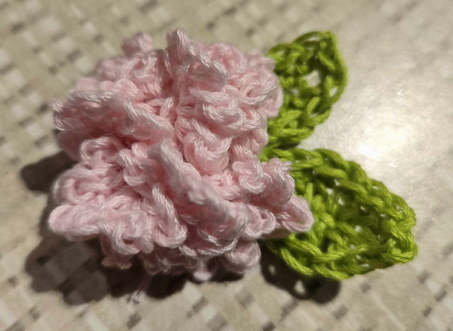Chrysanthemum