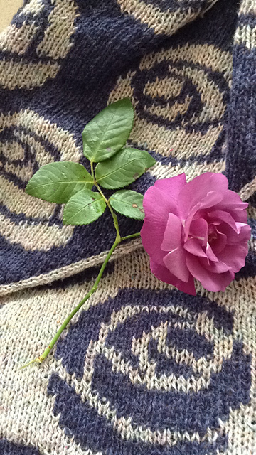 Blue roses