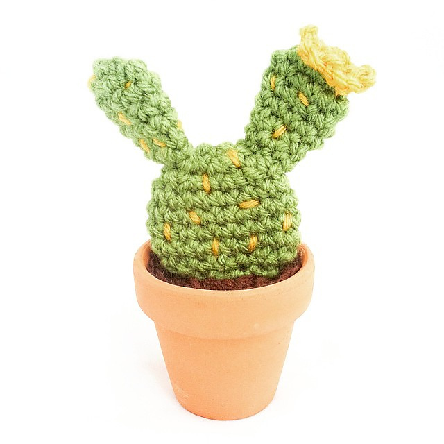 Prickly Pear Cactus