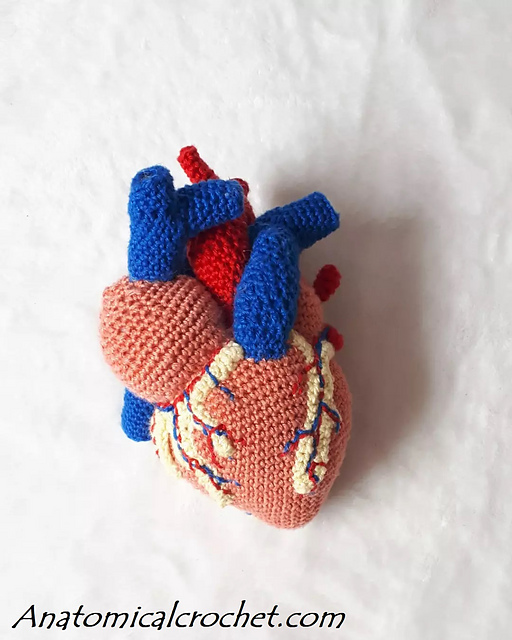 Anatomical heart