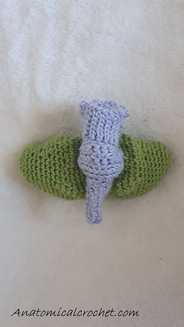 Brain stem and cerebellum