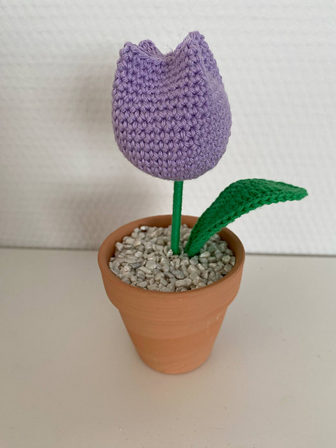 Tulipan