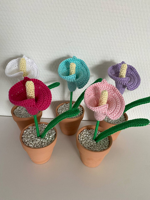 Calla lilje