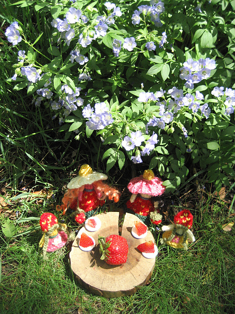 Strawberry Harvest