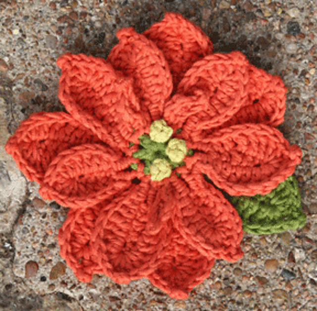 Poinsettia