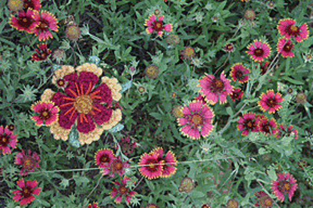 Fire Wheel