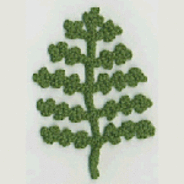Fern