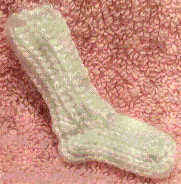 Itsy Bitsy Cindwood Socks