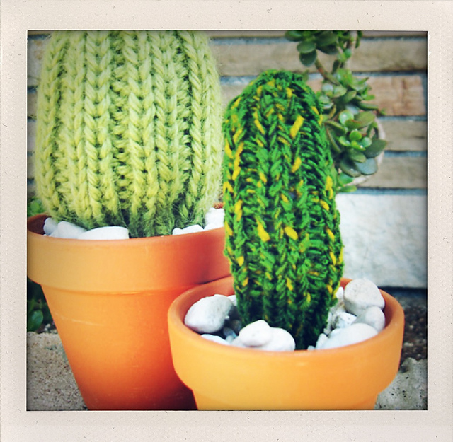 Cuddly Cactus