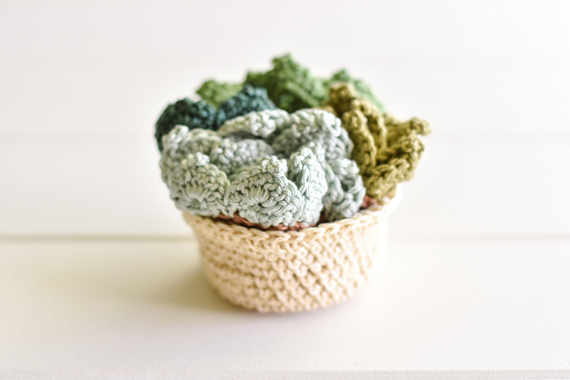 Echeveria Coaster Set