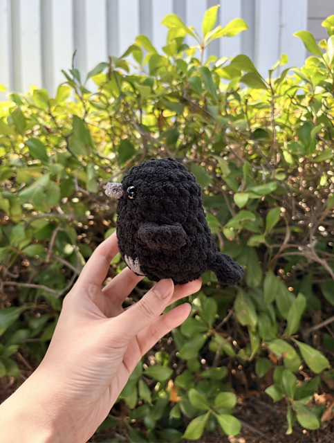 Little Raven