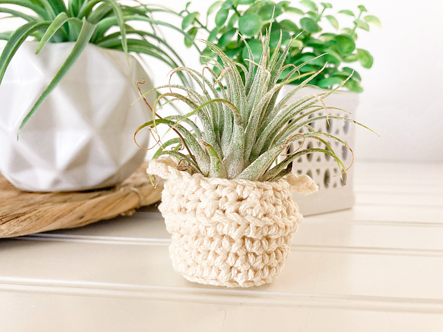 Belly Basket Air Plant Holder