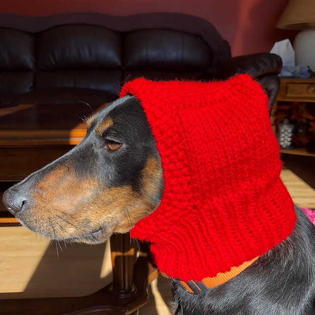 Dog Hood