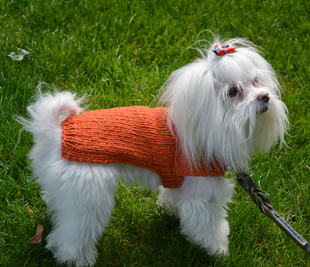 Finish Free Dog Sweater