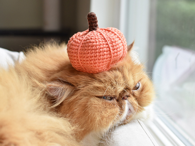 Pumpkin Hat for Cats or Dogs