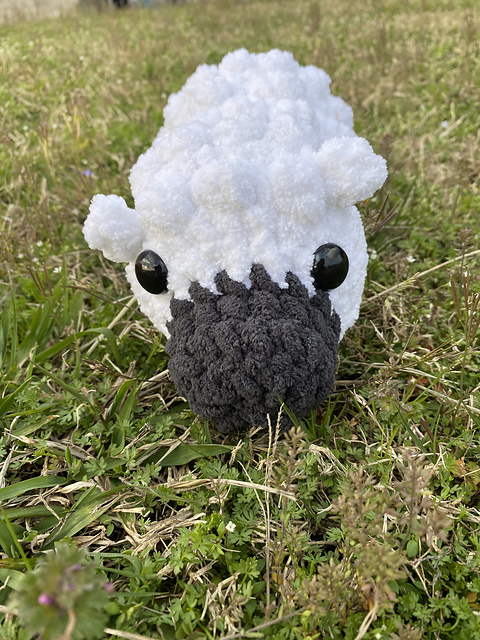 Sherry sheep