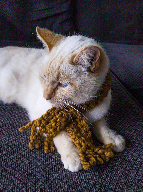 Cotton the cat's scarf