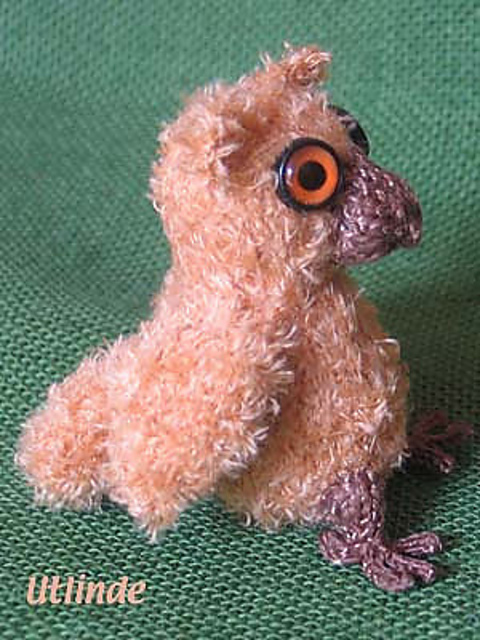 kleine Eule