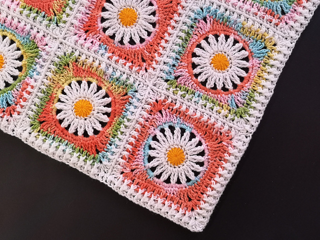 Blanket Daisies