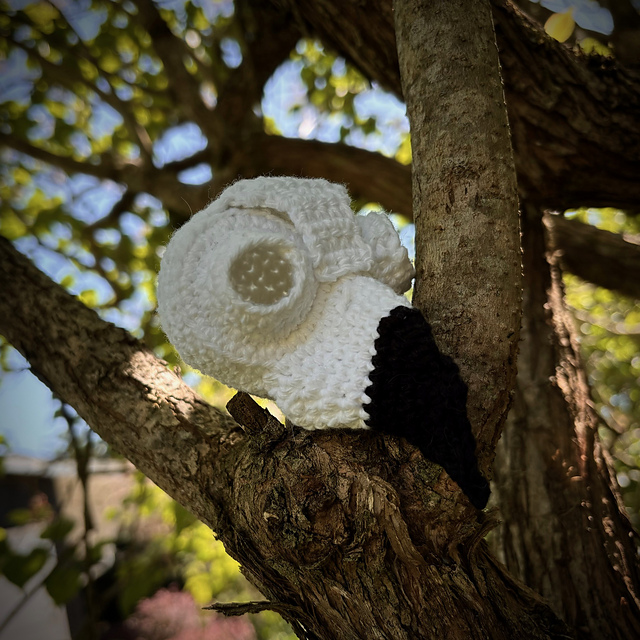Archie- Great Horned Owl Skull