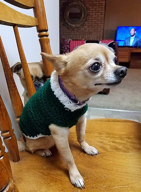 Extra Small Dog Sweater