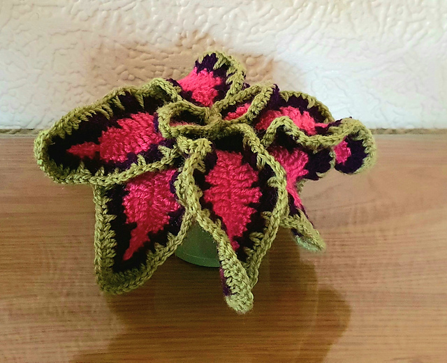 Coleus