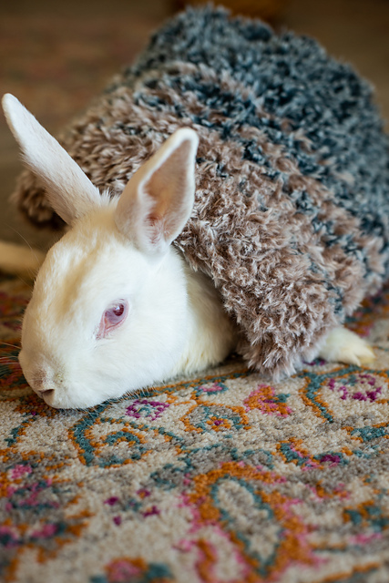 Save the Bunnies
