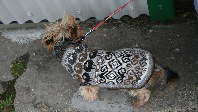A wolf in sheep's clothing (Toby's coat)