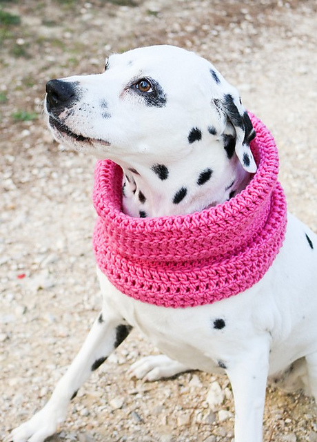 Rex Snood
