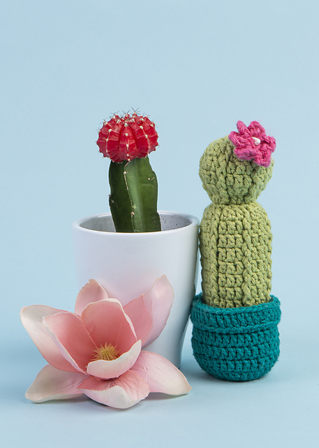 Mini Moon Potted Cactus