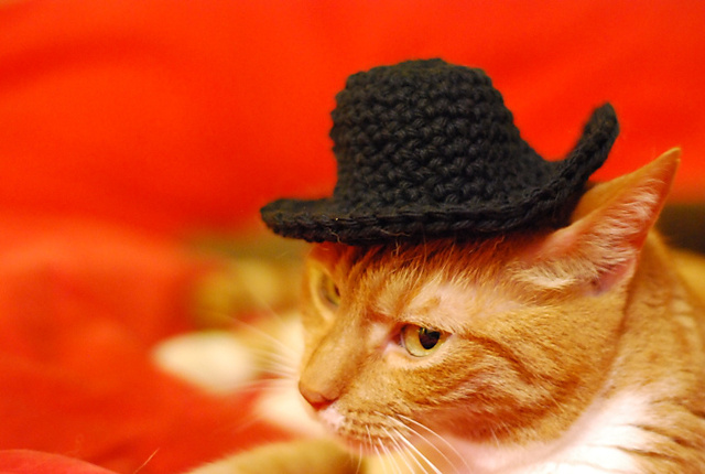 Giddyup Kitty!