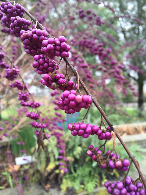 BeautyBerry