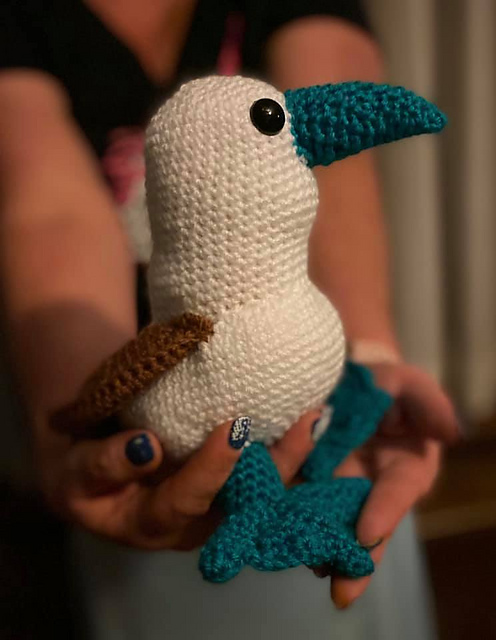 Bobo the Blur Footed Booby